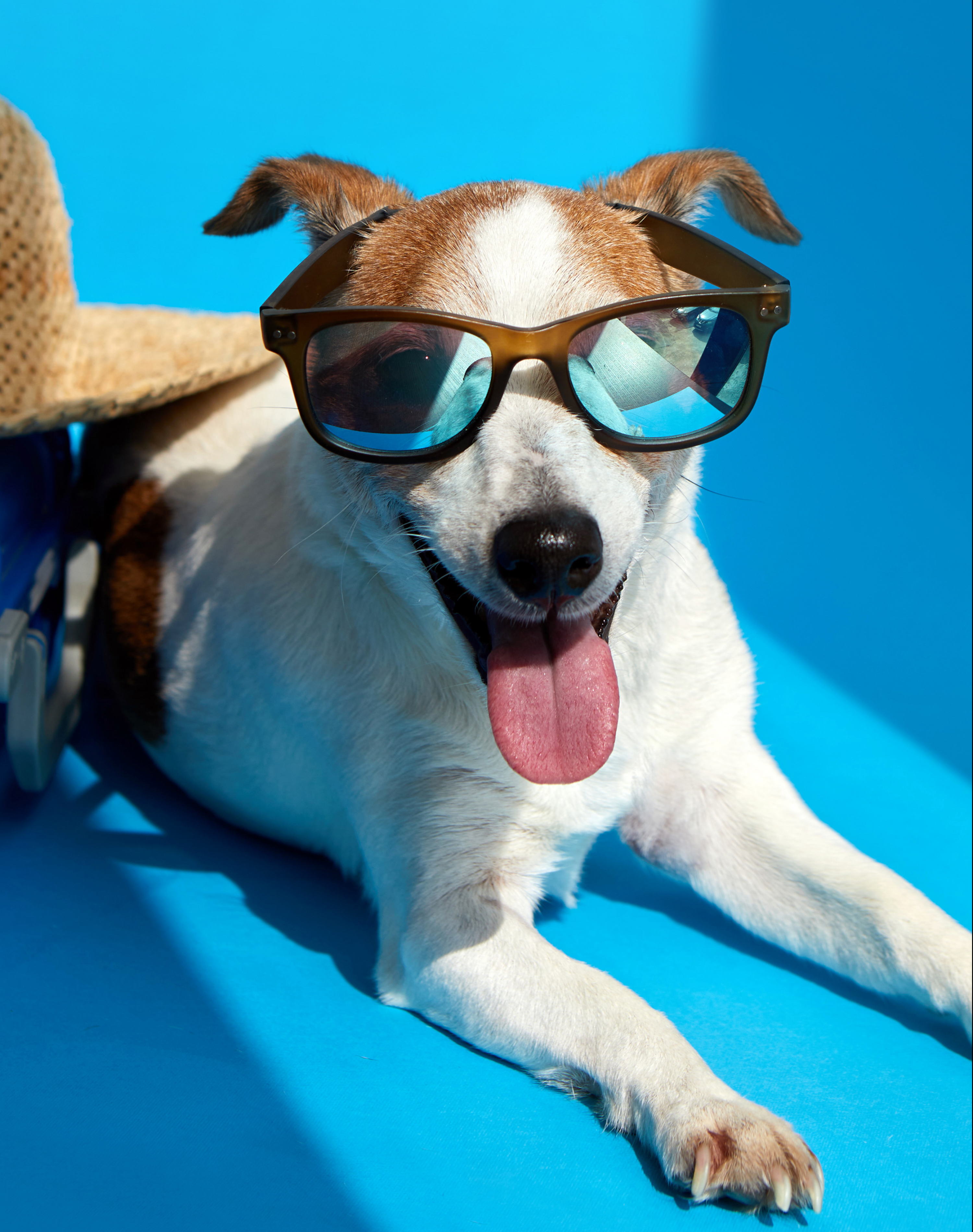Hund Sonnenbrille